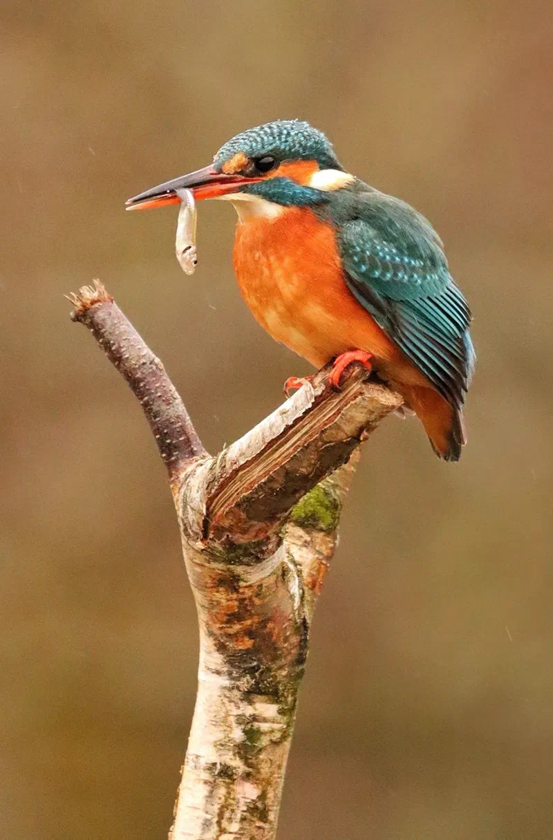 Eisvogel (Alcedo atthis), Fließgewässerart