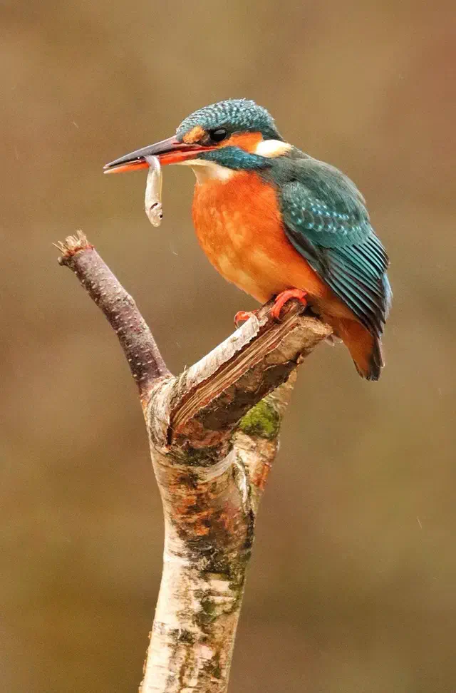 Eisvogel an einem renaturierten Gewässerabschnitt