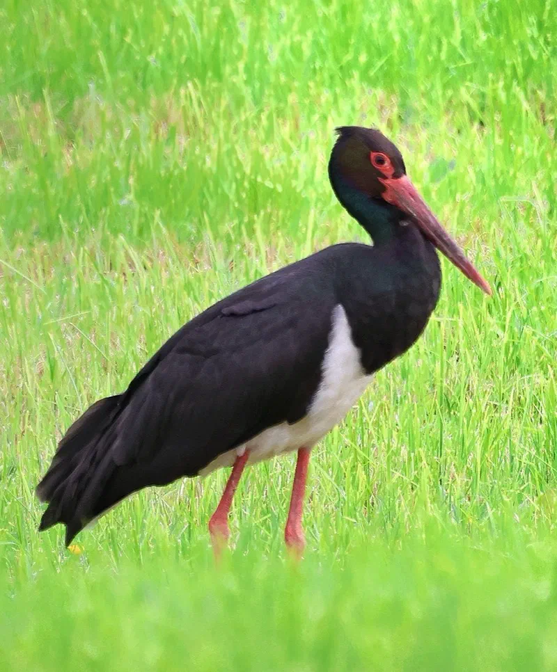 Schwarzstorch (Ciconia nigra), Waldbrütender Großvogel