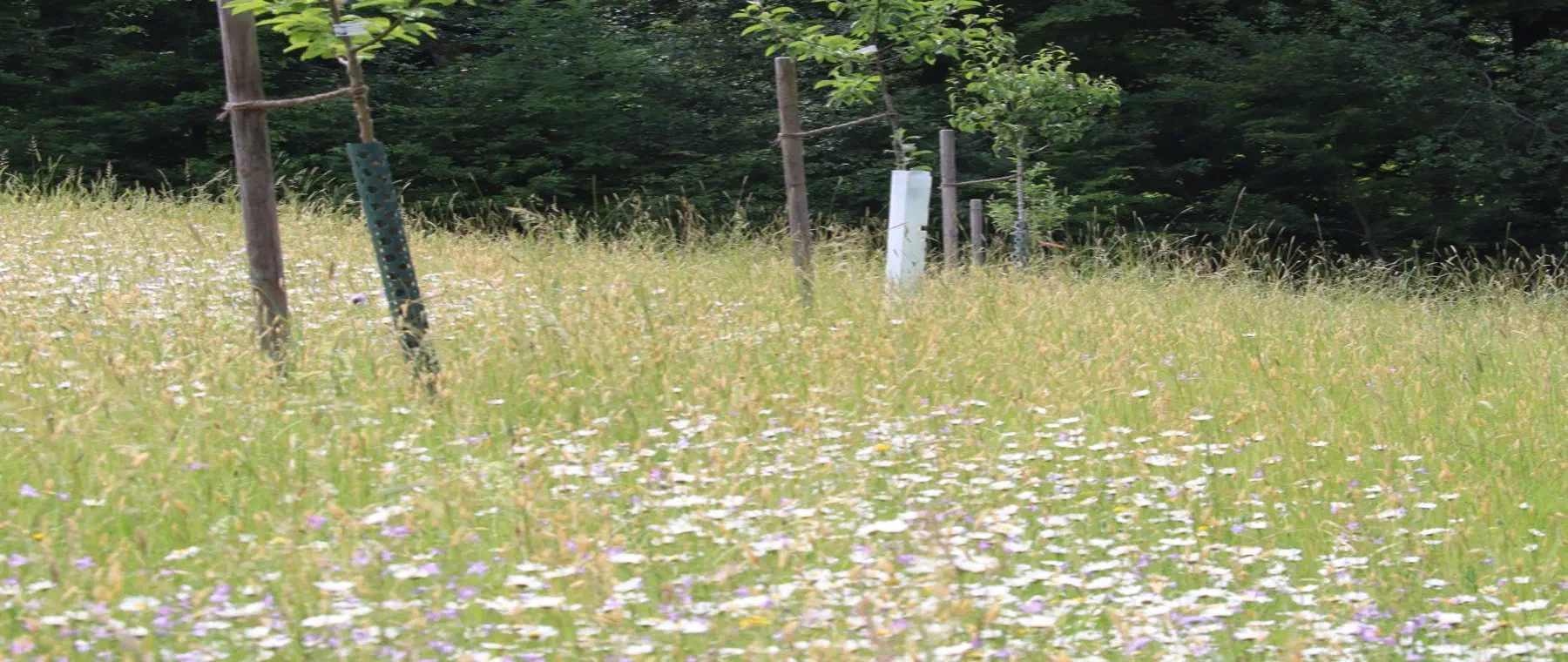 Streuobstwiese als Kompensationsfläche mit hochstämmigen Obstbäumen