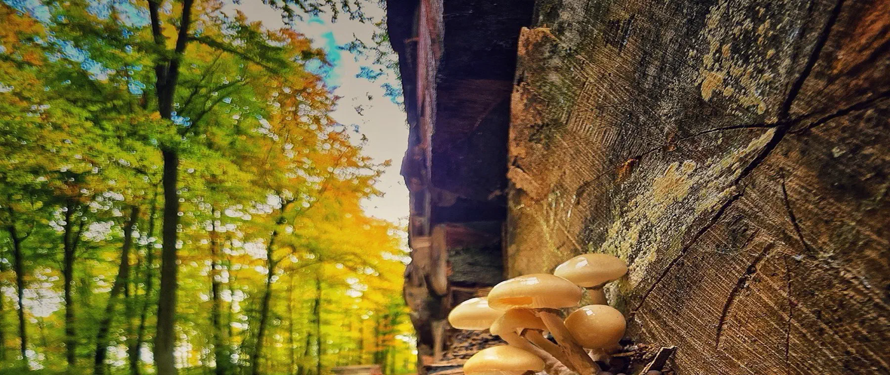 Naturnaher Laubmischwald als Kompensationsfläche