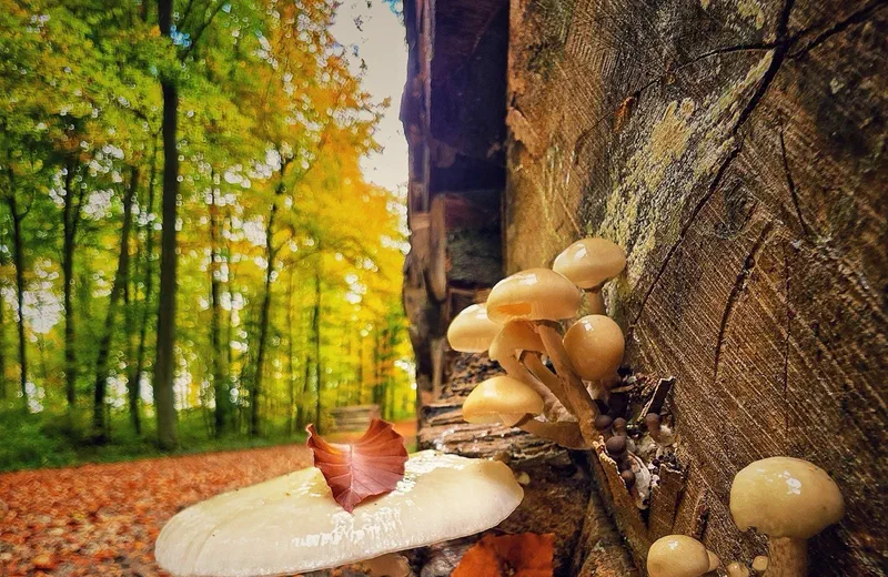 Naturnaher Laubmischwald als Kompensationsfläche