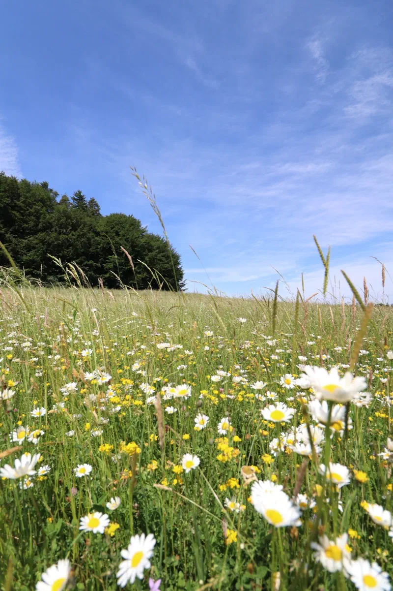 Lebensraum Amphibien: Tümpel, Weiher und Kleingewässer als Laichgewässer, dazu Feuchtwiesen, Auen, Abbaustellen und Wälder als Landlebensraum und Winterquartier