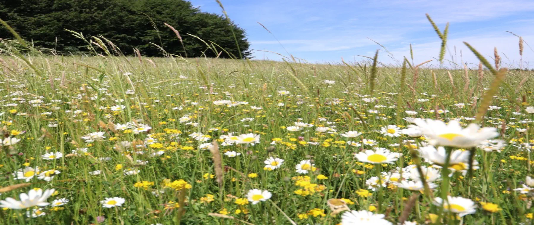 Artenreiches Extensivgrünland nach der ökologischen Aufwertung