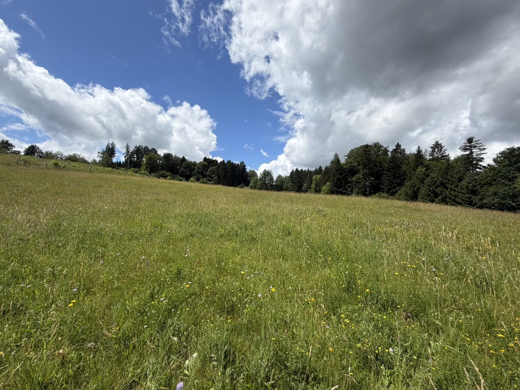 Extensiv genutzte Blumenwiese am Waldrand unter Sommerhimmel