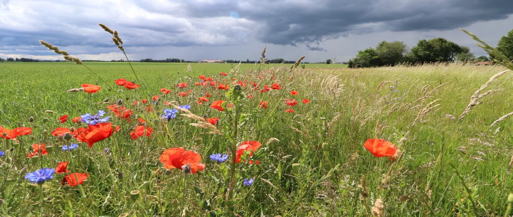 Blühstreifen mit Mohn und Kornblumen am Ackerrand unter Gewitterhimmel
