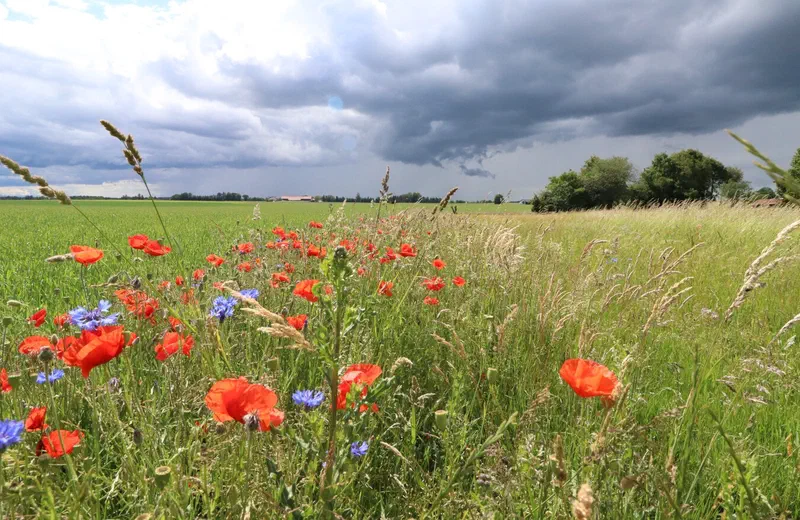 Blühstreifen mit Mohn und Kornblumen am Ackerrand unter Gewitterhimmel