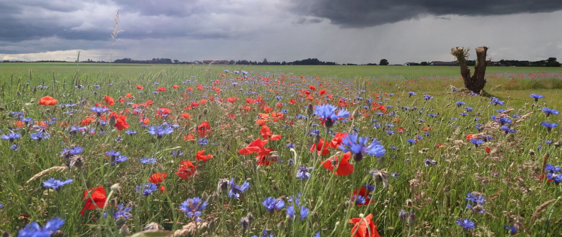 Ackerblühfläche mit Mohn und Kornblumen unter aufziehenden Gewitterwolken