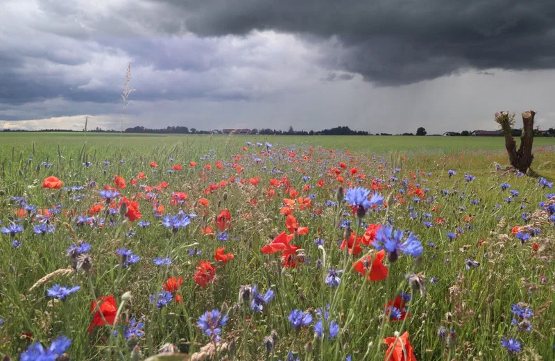 Ackerblühfläche mit Mohn und Kornblumen unter aufziehenden Gewitterwolken