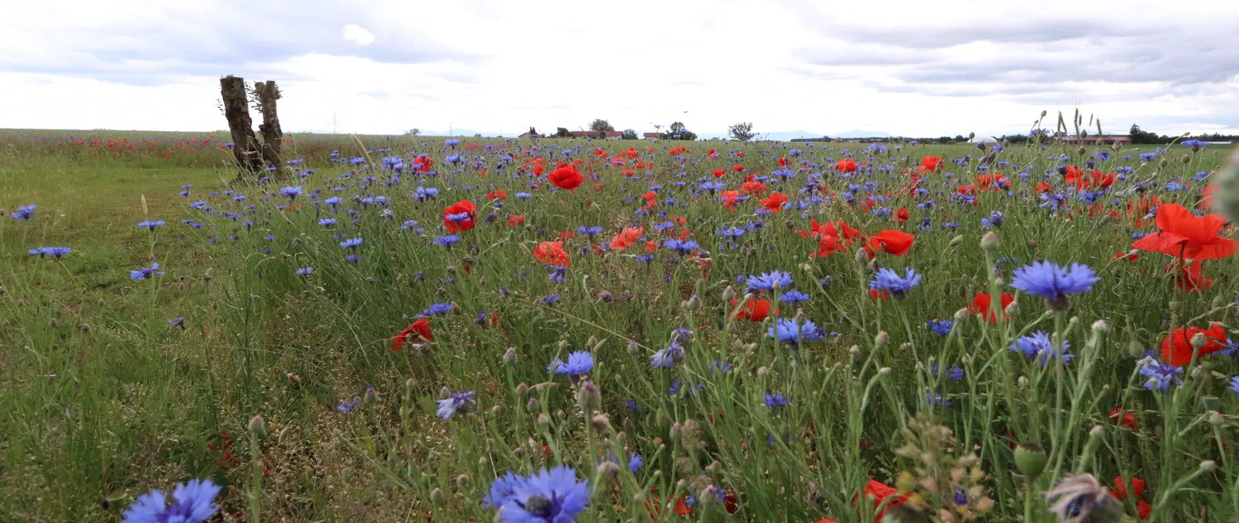 Blühfläche mit Kornblumen und Mohn, am Rand alte Kopfbäume