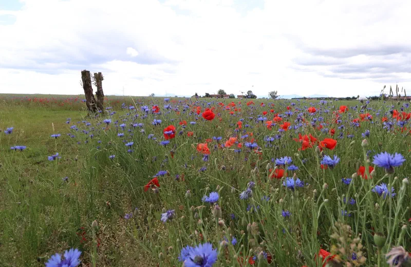 Blühfläche mit Kornblumen und Mohn, am Rand alte Kopfbäume