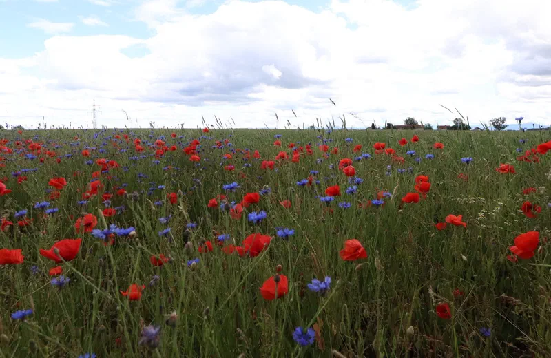 Mohn und Kornblumen auf einer Ackerblühfläche unter Wolkenhimmel