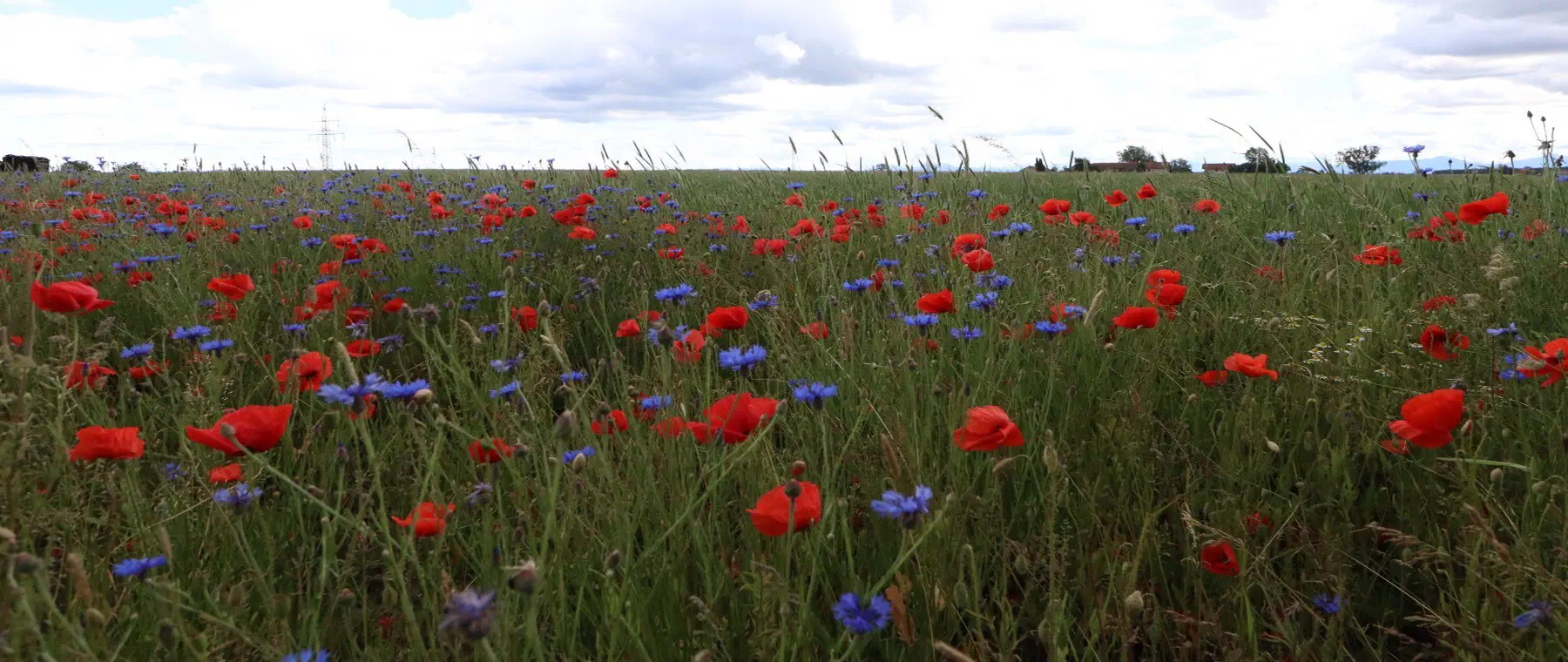 Mohn und Kornblumen auf einer Ackerblühfläche unter Wolkenhimmel