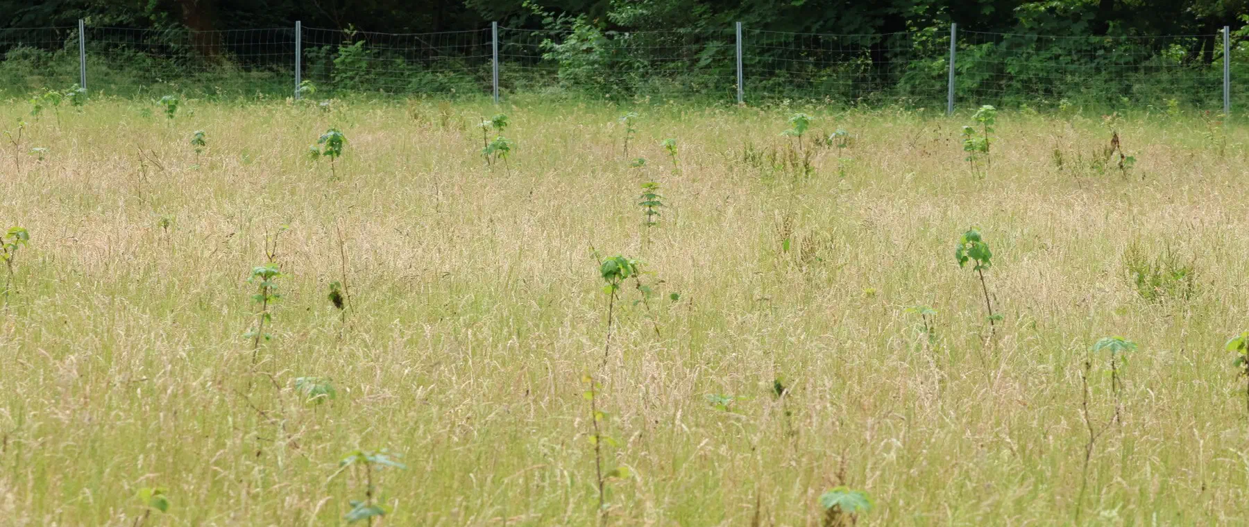 Junge Aufforstung mit Wildschutzzaun am Waldrand