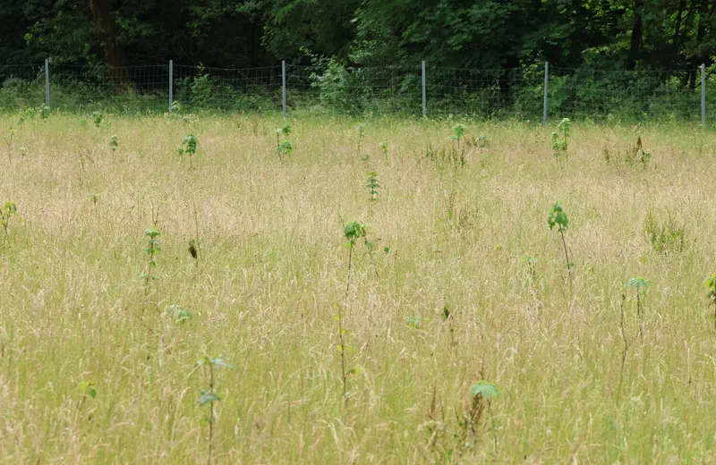 Junge Aufforstung mit Wildschutzzaun am Waldrand