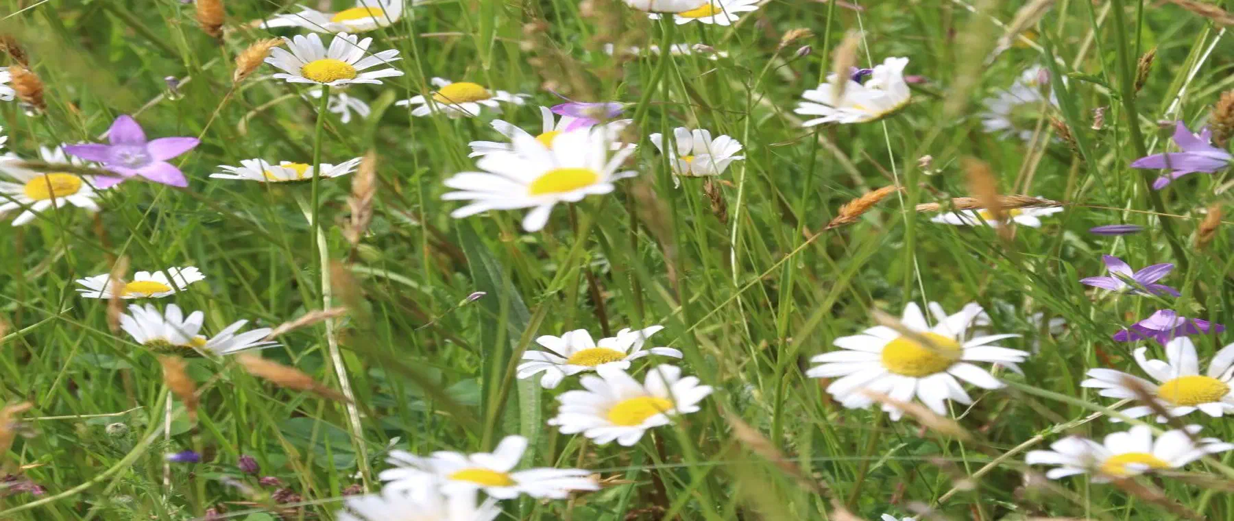 Margeriten und Glockenblumen in einer artenreichen Wiese