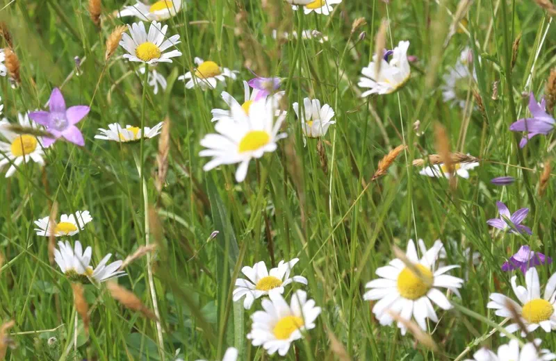 Margeriten und Glockenblumen in einer artenreichen Wiese
