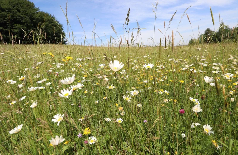 Artenreiche Magerwiese mit Margeriten am Waldrand