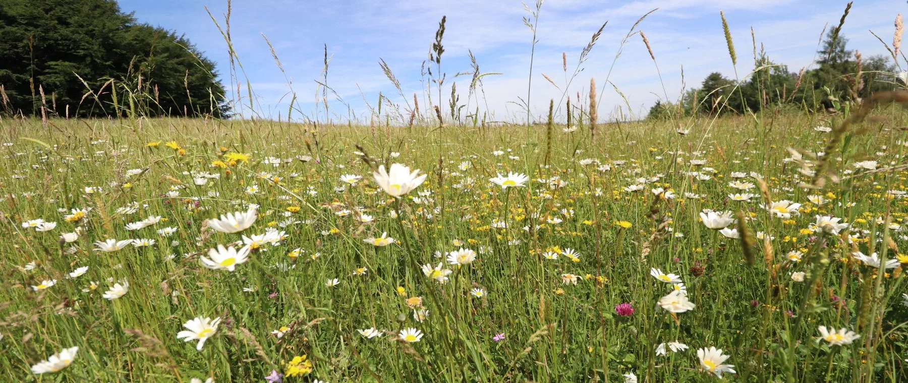 Artenreiche Magerwiese mit Margeriten am Waldrand