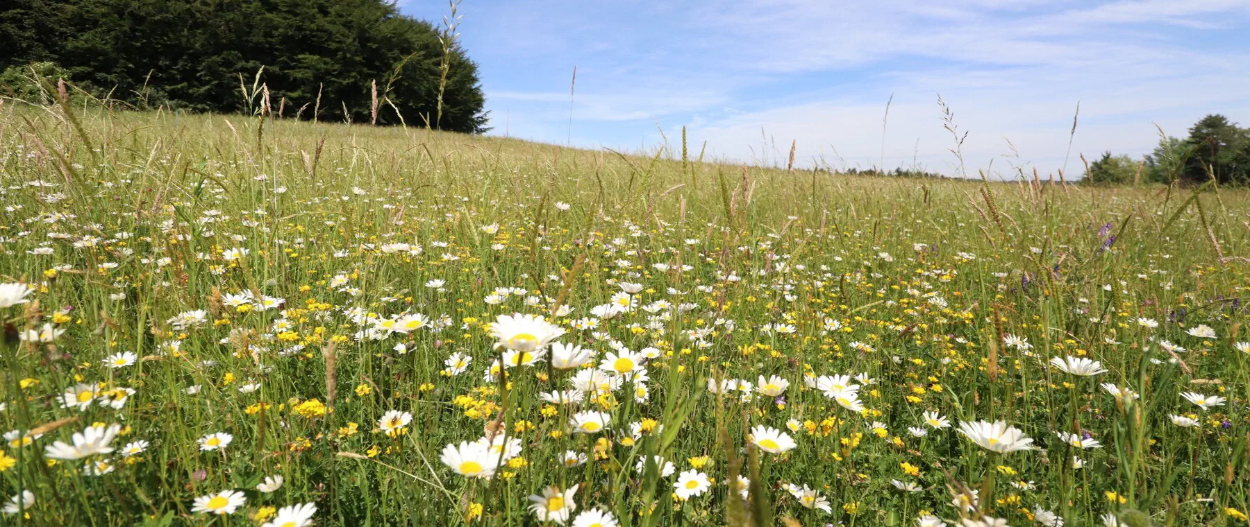 Blütenreiche Hangwiese mit Margeriten unter blauem Himmel