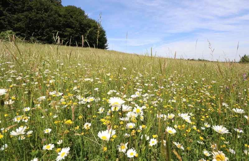 Blütenreiche Hangwiese mit Margeriten unter blauem Himmel