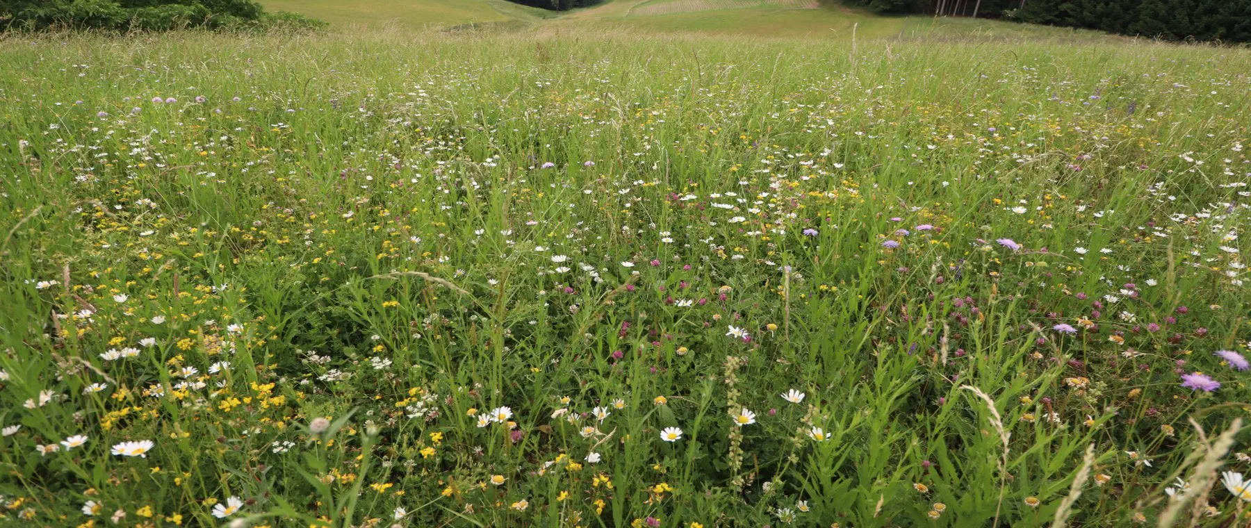 Blütenreiche Extensivwiese in welliger Landschaft mit Waldkulisse