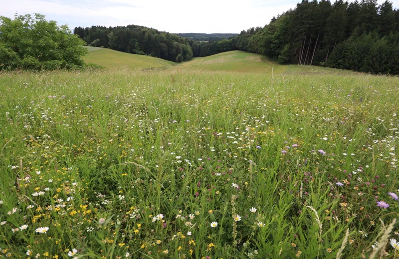 Blütenreiche Extensivwiese in welliger Landschaft mit Waldkulisse