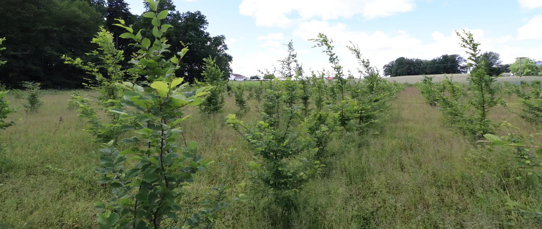 Junge Laubholzkultur aus Hainbuche und Eiche auf einer Ausgleichsfläche