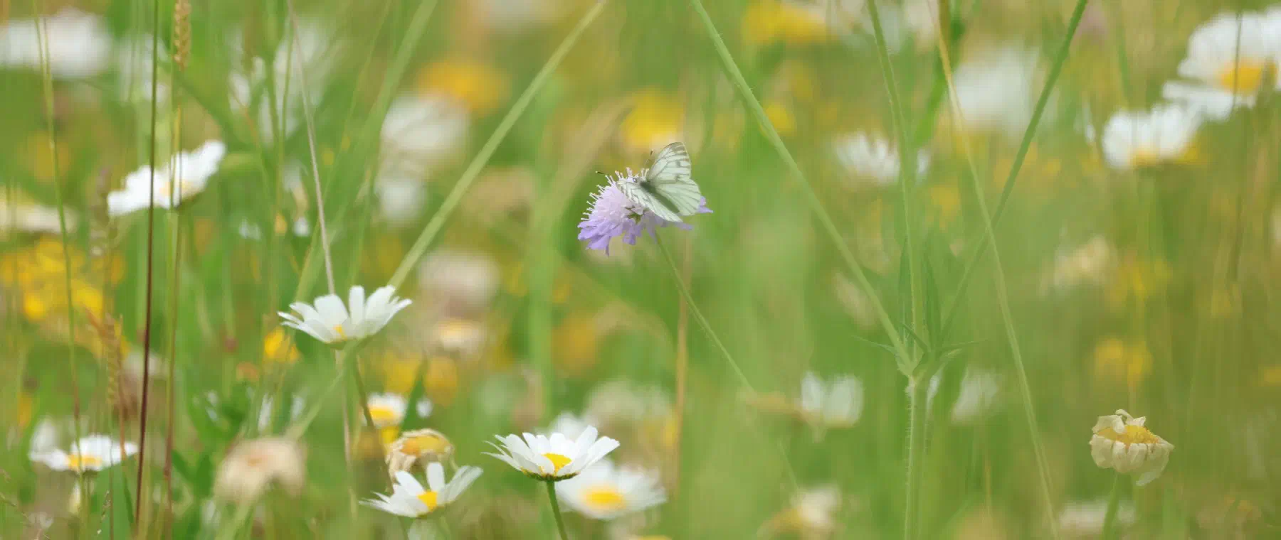 Weißling auf einer Acker-Witwenblume in einer artenreichen Wiese