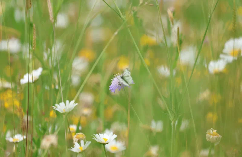 Weißling auf einer Acker-Witwenblume in einer artenreichen Wiese