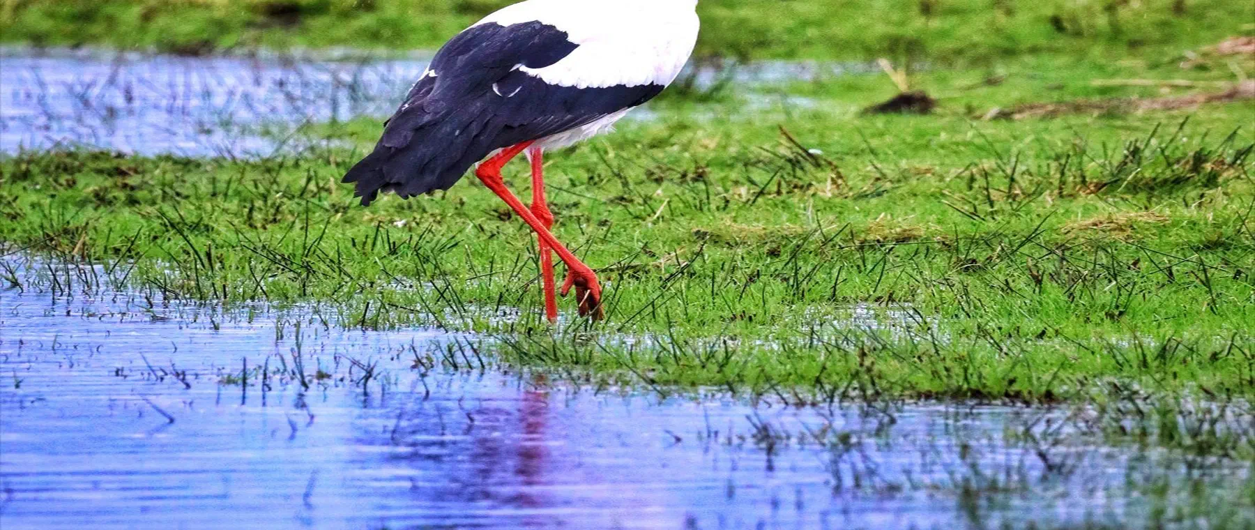 Weißstorch auf einer extensiv genutzten Feuchtwiese