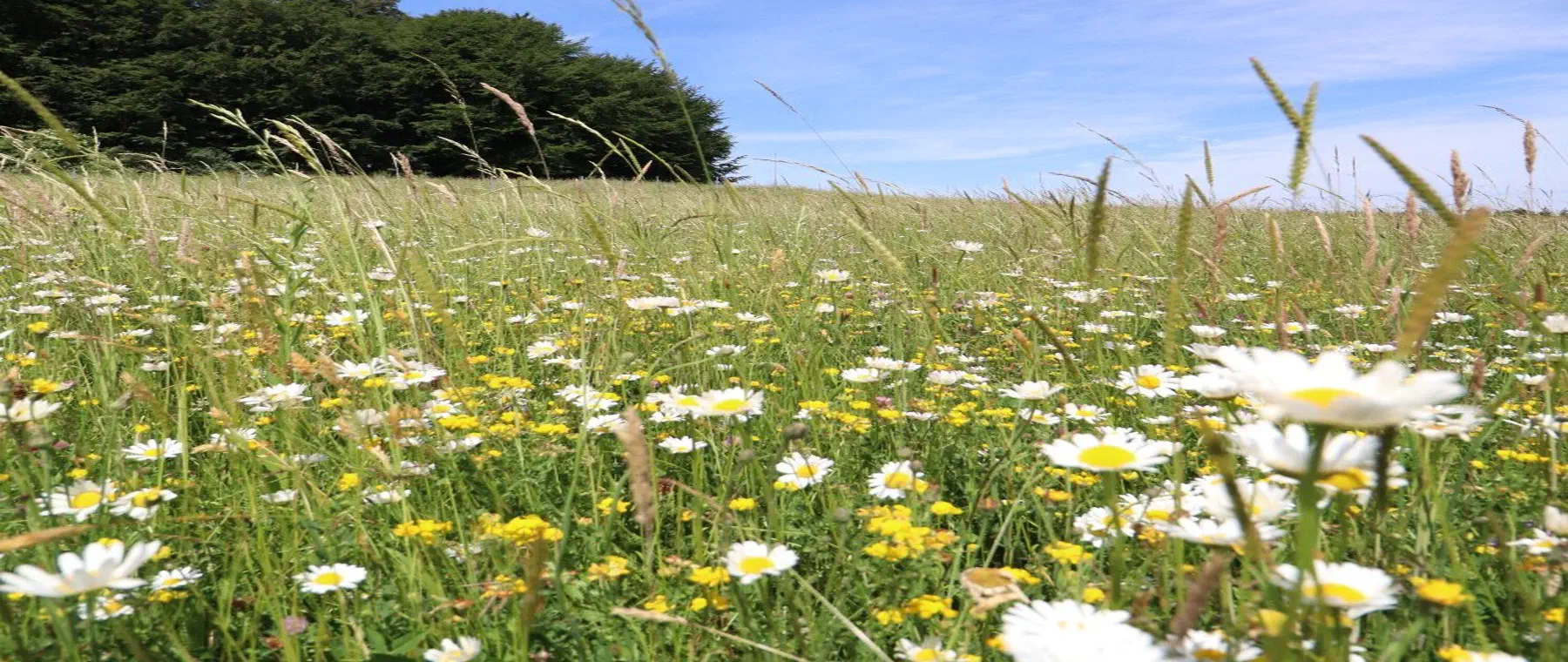 Extensiv genutzte Blumenwiese als Ausgleichsfläche