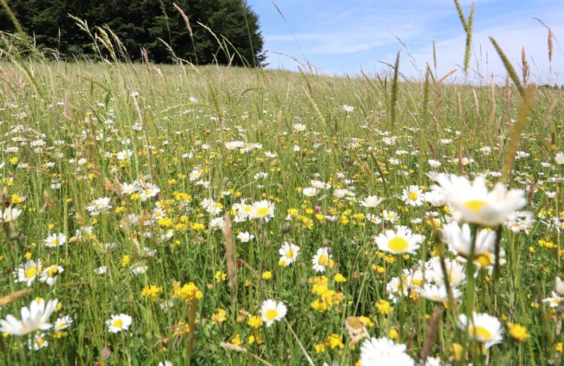 Extensiv genutzte Blumenwiese als Ausgleichsfläche