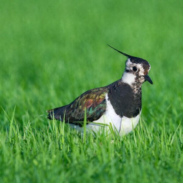 Artenschutz - Vogel Artenschutz Vogel